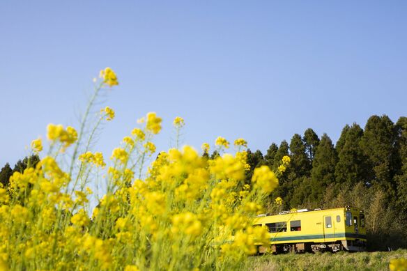 菜の花からトロッコ列車まで。村井美樹が教える春の房総日帰り旅