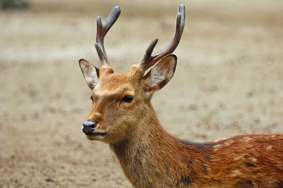 武将から信仰された鹿島神宮は、現代人の大事なパワースポット